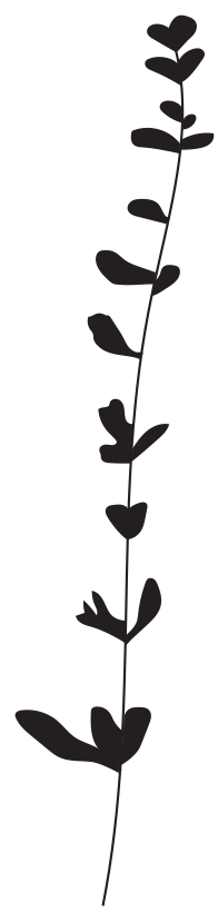 logo contorno ramita